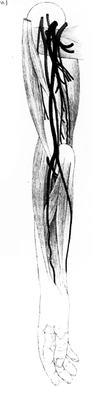 Image of brachialis superficialis superior