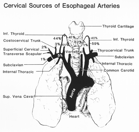 Image of cervical origins of esophageal arteries