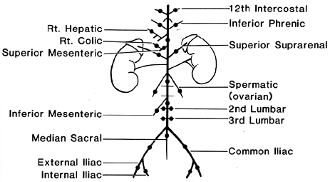 Image of possible sources of accessory renal arteries