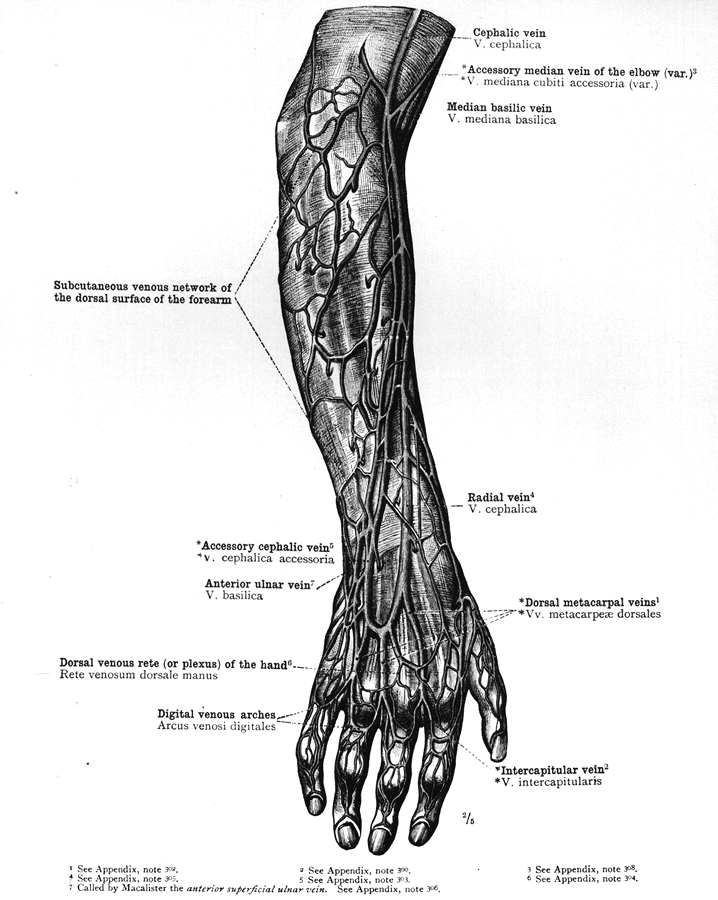 Arm Vein Anatomy