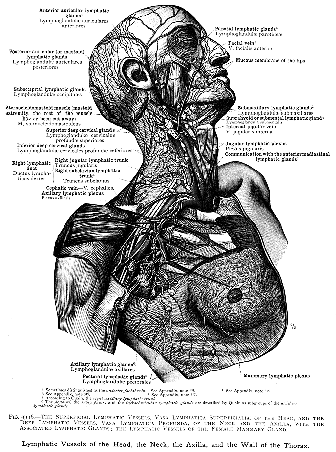 Image of lymphatics vessels of the head, the neck, the axilla, and the wall of the thorax