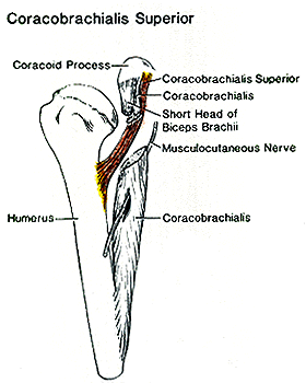 Image of coracobrachialis superior