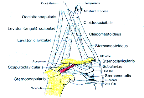 Image of varieties of chest, neck and shoulder muscles