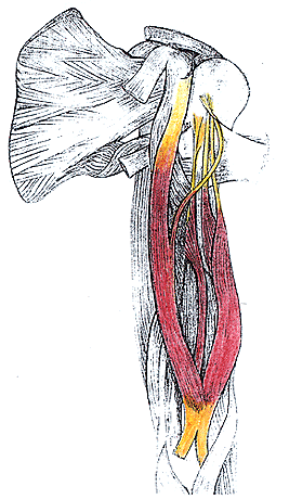 Image of fifth head of biceps brachii