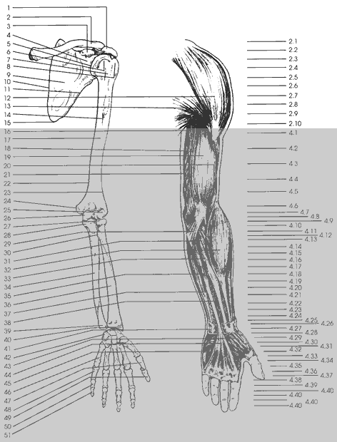 Upper Arm Anatomy