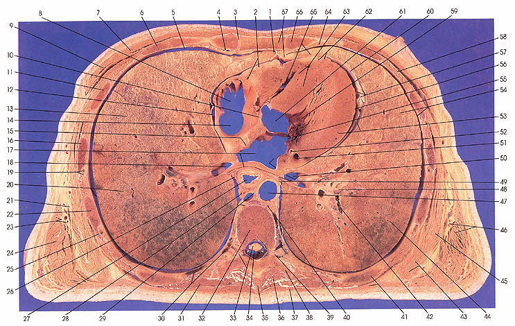 Anatomia Umana Forum Infermieri