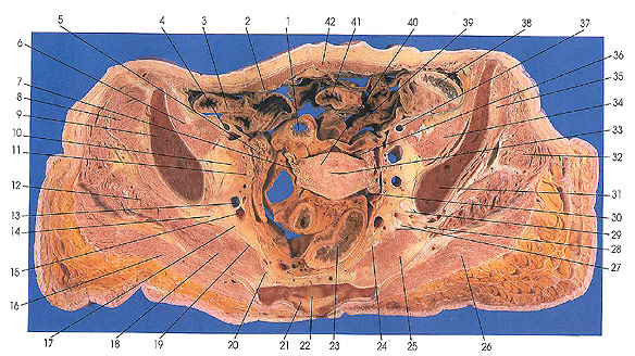 Plate 6.24