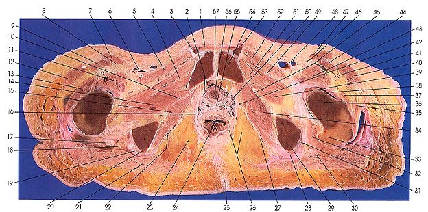 Plate 6.30