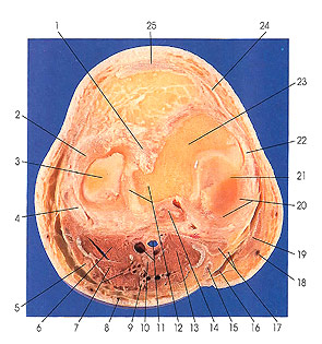 Plate 7.1