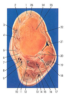 Plate 7.31