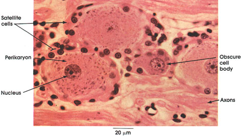 Plate 6.102 Dorsal Root Ganglion: Cell Bodies