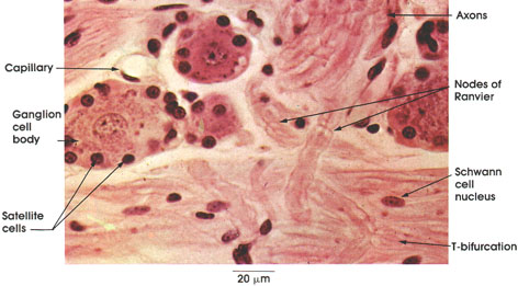 Plate 6.103 Dorsal Root Ganglion: Sensory Neurons