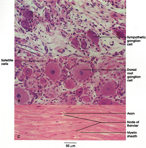 Plate 6.104 Ganglion Cells: Nodes of Ranvier