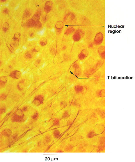 Plate 6.106 Sensory Ganglion: Pseudounipolar neurons