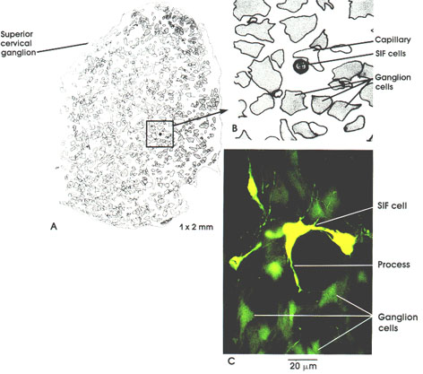 Plate 6.108 Catecholamine-Containing Interneurons and Paraneurons