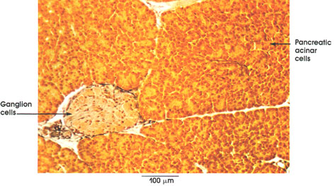Plate 6.110 Parasympathetic Ganglion Cells: Pancreas