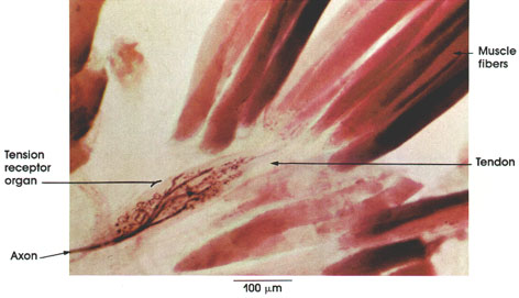 Golgi Tendon