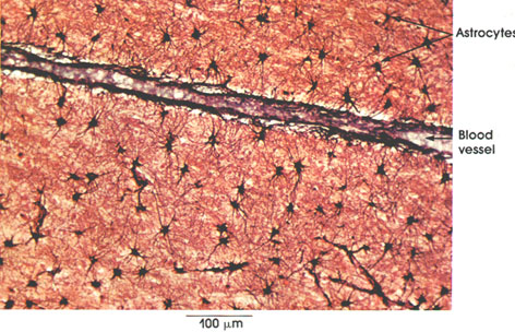 Plate 6.129 Neuroglia: Fibrous Astrocytes