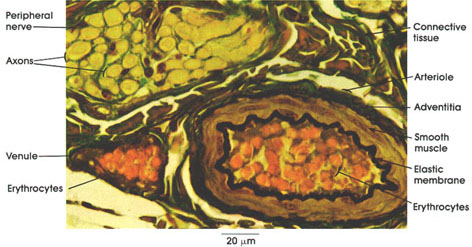 Plate 8.154 Arteriole and Venule
