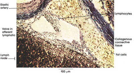 Plate 9.168 Lymphatic Vessel