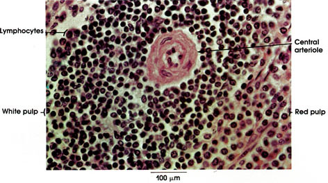 Plate 9.174 Spleen: White Pulp splenic nodule