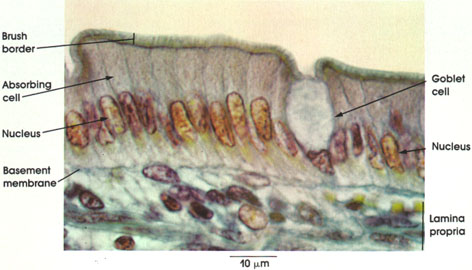 Plate 2.18: Simple Columnar Epithelium; Unicellular Gland