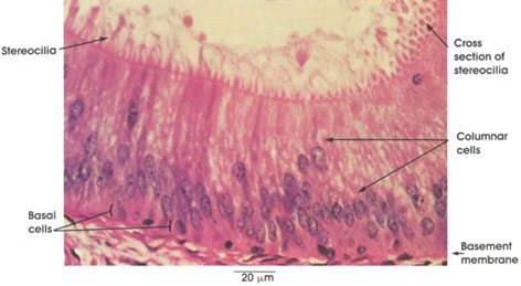 Plate 2.19: Pseudostratified Columnar Epithelium with Stereocilia