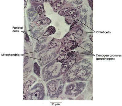 Plate 10.191 Stomach: Chief and Parietal Cells