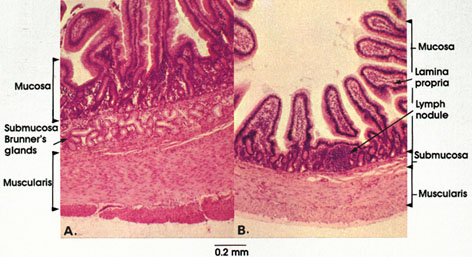 Plate 10.192 Duodenum and Jejunum