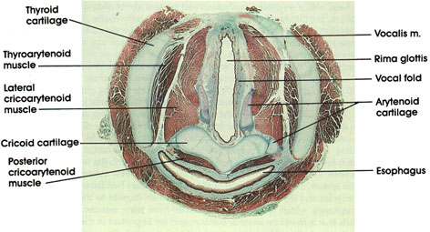 Plate 11.221 Larynx: Vocal Folds