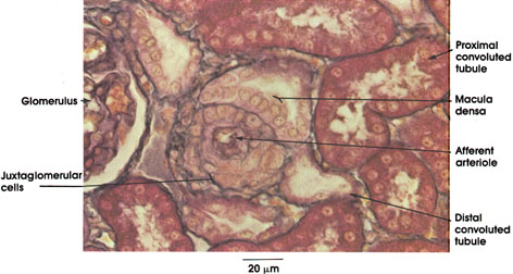 Plate 12.237 Kidney: Cortex