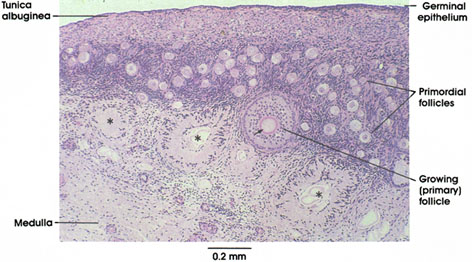 Plate 13.247 Ovary: Cortex