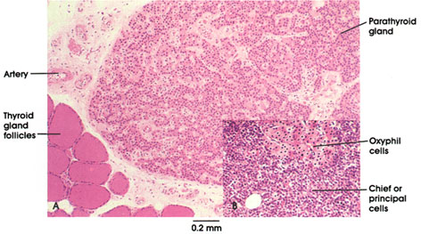 Plate 15.288 Parathyroid Gland