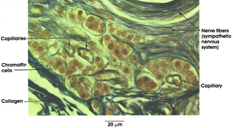 Plate 15.295 Chromaffin Cells