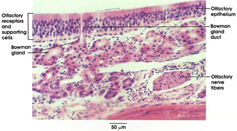 Plate 16.297 Olfactory Mucosa