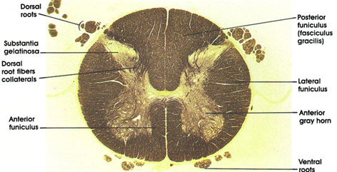 Plate 17.321 Spinal Cord