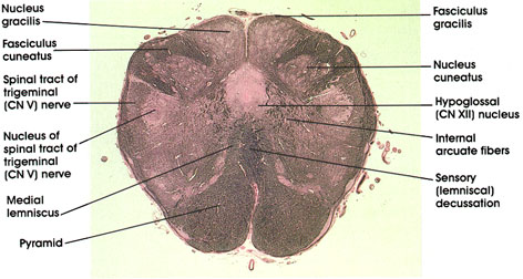 nucleus gracilis