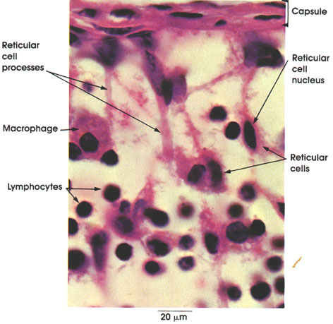 Plate 3.36: Reticular Cells
