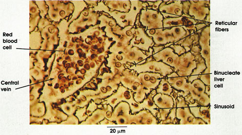 reticular connective tissue lymph nodes