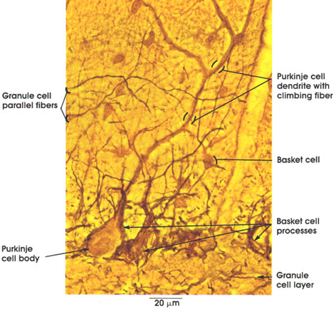 Plate 6.95 Cerebellum: Cortex