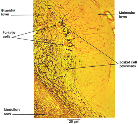 Plate 6.96 Cerebellum