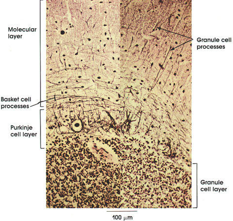 Plate 6.98 Cerebellum: Nerve cell processes