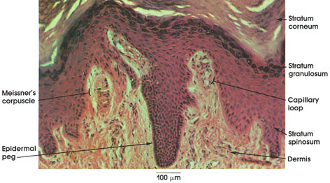 Papillae Skin