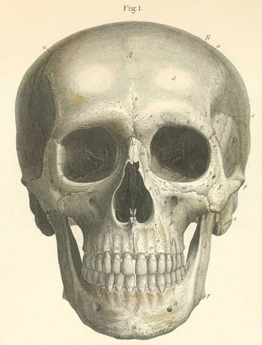 skull anatomy frontal