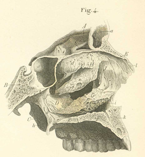 The external wall of the (left) nasal bones with their muscles