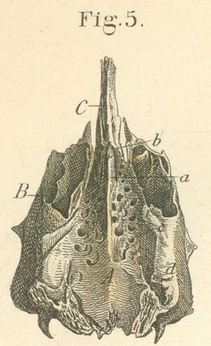 The ethmoid bone, by its upper outer surface