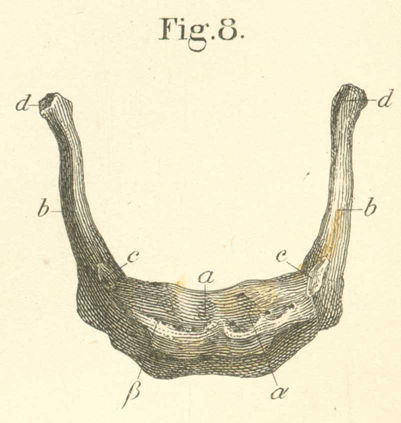 The hyoid bone, from the front