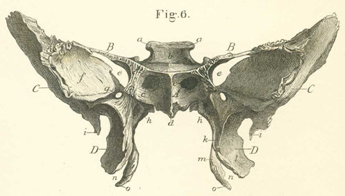 The anterior surface of the sphenoid bone