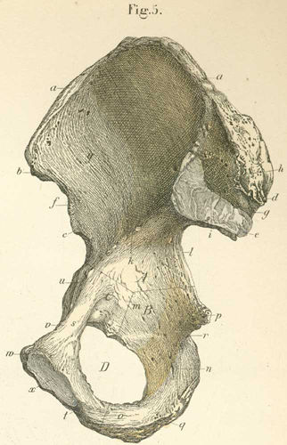 The right innominate (coxal) bone.