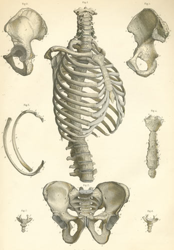 Plate 3: Bones of the trunk.